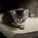 Casey Sweet Photo 26