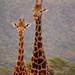 Chad Leopard Photo 22
