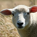 Shaun Lamb Photo 32