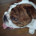 Leroy English Photo 19