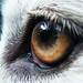 Paul Wolf Photo 42