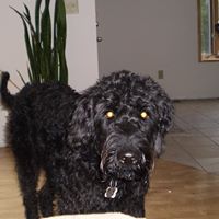 Joel Zimmer Photo 1
