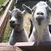 Joseph Goins Photo 40