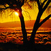 Martin Golden Photo 34