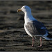 Kevin Herring Photo 44