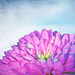 Dianna Flowers Photo 31