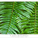 Fern Wood Photo 32