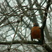 Robin Spring Photo 28