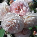David Leander Photo 30