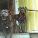 Buddy Bell Photo 36
