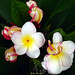 Julie Flowers Photo 37