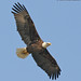 Dan Eagle Photo 26