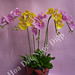 Dat Diep Photo 24