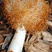 Coral Prince Photo 8