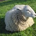 Shaun Lamb Photo 35