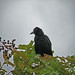Austin Crow Photo 39