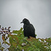 Austin Crow Photo 37