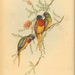 John Gould Photo 56