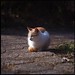 Carl Small Photo 31