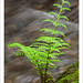 Fern Wood Photo 29