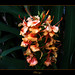 Ginger Cannon Photo 31