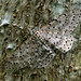 Fung Yuen Photo 23