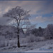 Milton Winter Photo 26