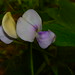 B Jiang Photo 10