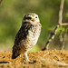Jo Burrows Photo 23