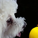 Lacey Apple Photo 14