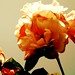Neil Flowers Photo 24