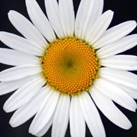 Daisy Flowers Photo 5