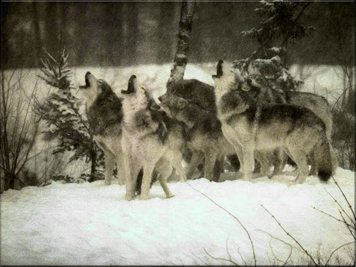 Anthony Wolf Photo 16