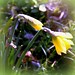 Robert Herrick Photo 49