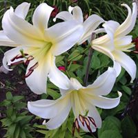 Carol Christopherson Photo 3
