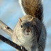 David Swihart Photo 20