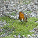 Robin Patch Photo 28