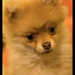 Joy Spitz Photo 13