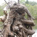 Angel Stump Photo 17