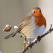 Robin Carr Photo 44