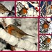 Robin Mix Photo 20