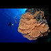 Mohammed El Photo 27