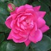 Rose Jefferson Photo 28