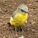 Robin Bird Photo 41