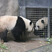 Sheng Lin Photo 35