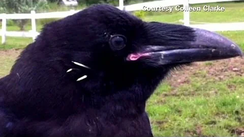 Jeanne Crow Photo 9