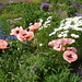 Beverly Flowers Photo 36