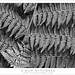 Fern Wood Photo 30