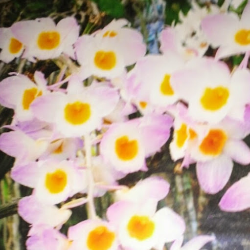 Trung Phan Photo 14