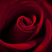 Rose Sharp Photo 28